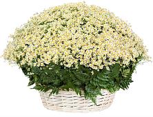 Цветочная композиция из Ромашки в корзине #REPLACE_PRED# Октябрьском Архангельской области
